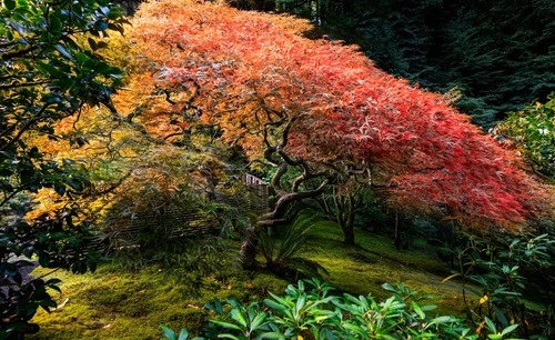 Japanese Maple - Z Portland Japanese Garden, United States