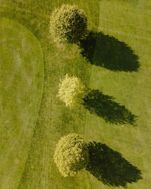 Three trees on a golf course - Desde Aerial - Drone, Germany