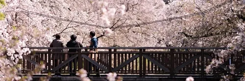 Iwakura Bridge - Japan
