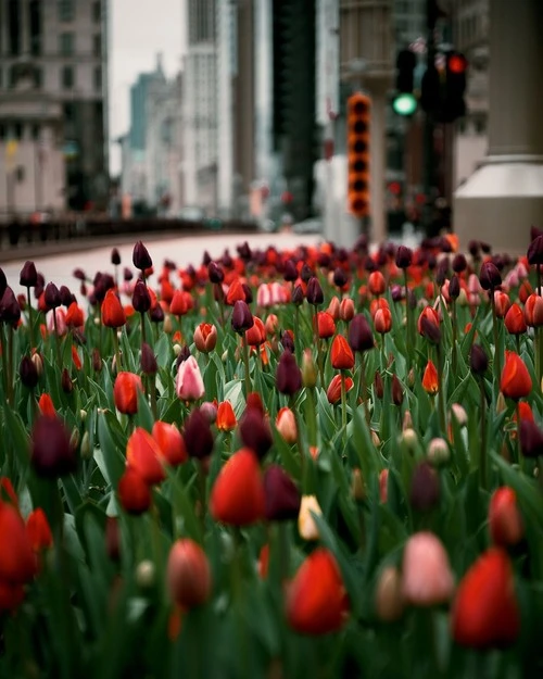 The Magnificent Mile - Aus Michigan Ave by The Wrigley Building, during spring (tulips), United States