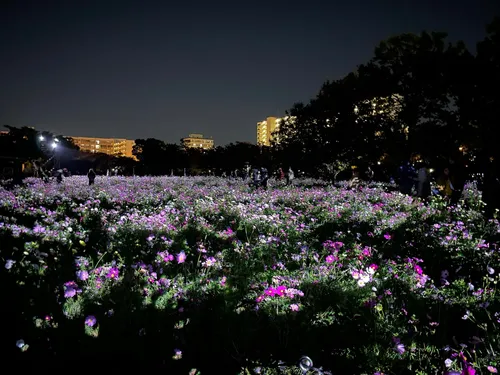 Nemophila Garden - Japan