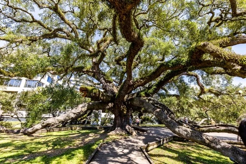 Treaty Oak - Desde Jessie Ball DuPont Park, United States