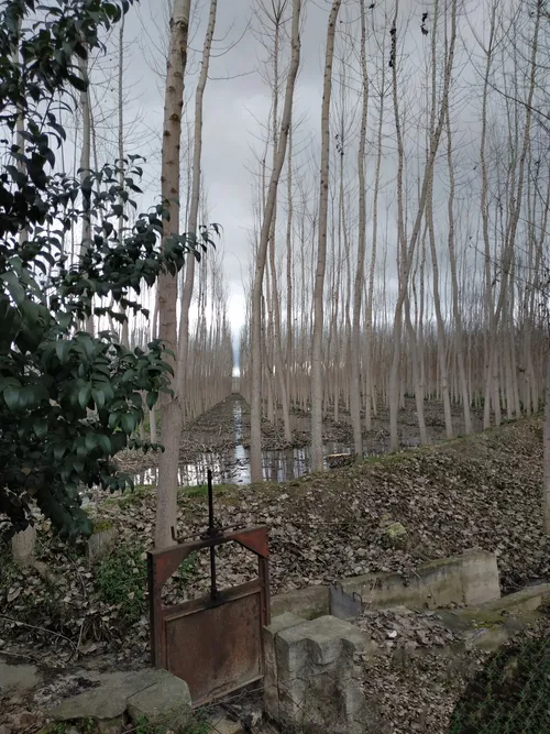 Plantaciones del Brazal de la Plata - Spain