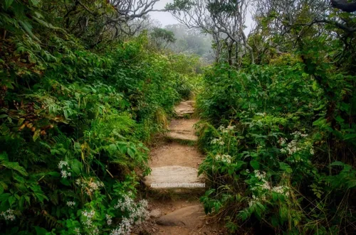 Craggy Gardens Pinnacle Trail - United States