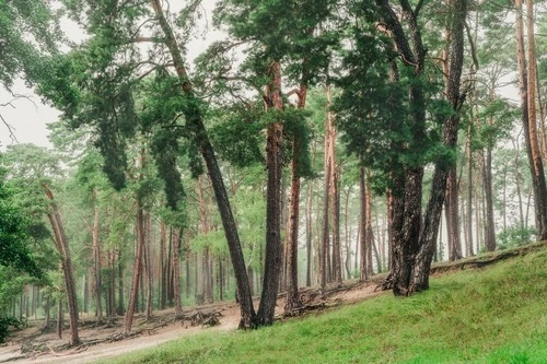 Pine Trees at the Łuba Lake - Từ Near Plaża nad jeziorkiem Łuba, Poland