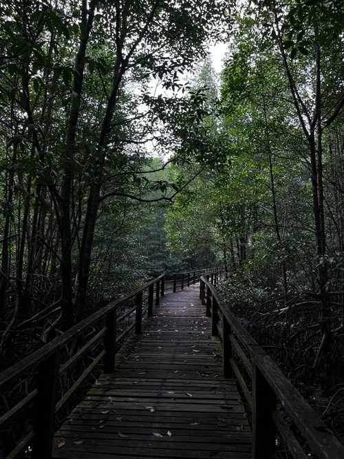 Kota Kinabalu Wetland - Ад Boardwalk, Malaysia