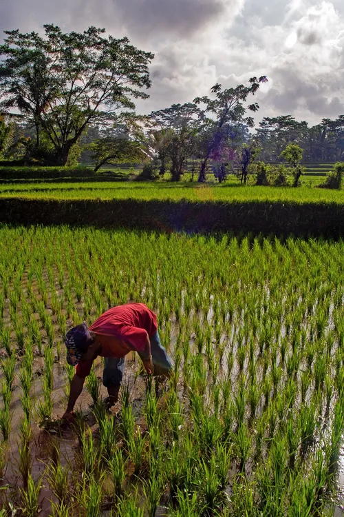 Kajeng Rice Field - Indonesia