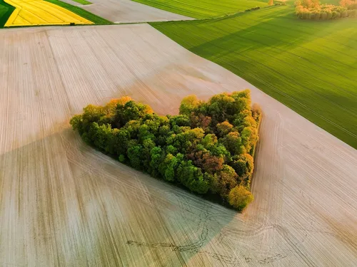 Zagajnik miłości - From Drone, Poland