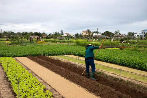 Herb Garden - Vietnam
