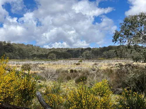 Polblue Swamp track - Australia