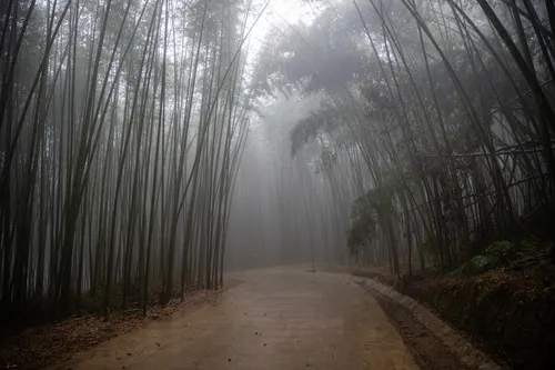 Rừng Trúc Thành Công - Nguyên Bình - Cao Bằng - Vietnam