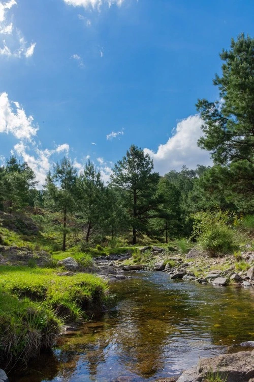 Pine Forest - Dari River, Argentina