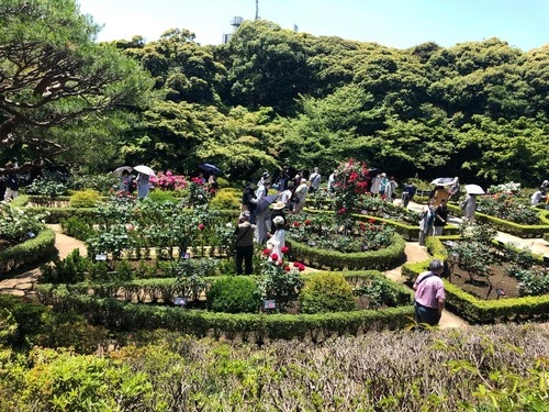 Azalea Garden - From 旧古河庭園 - Former Furukawa Gardens, Japan