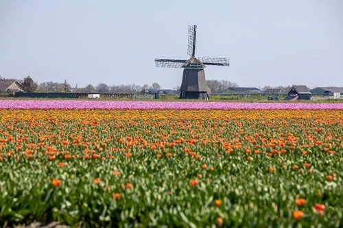 Molen NM de Zijpe - From Belkmenweg, Netherlands