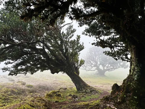 Parque Florestal do Fanal - Fanal Witch Tree - De North area, Portugal