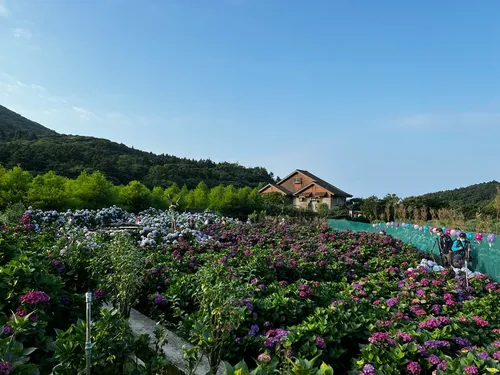 Fortune Alocasia Field - Taiwan