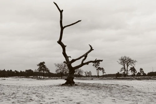 Grote Vlakte - Netherlands
