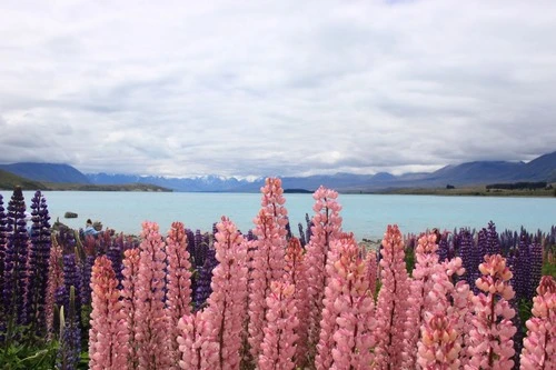 Lake Tekapo - Aus Viewpoint, New Zealand