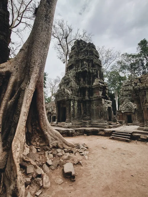 Dinosaur on Ta Phrom - Cambodia