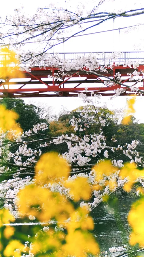 Kasaiwa Bridge - Japan