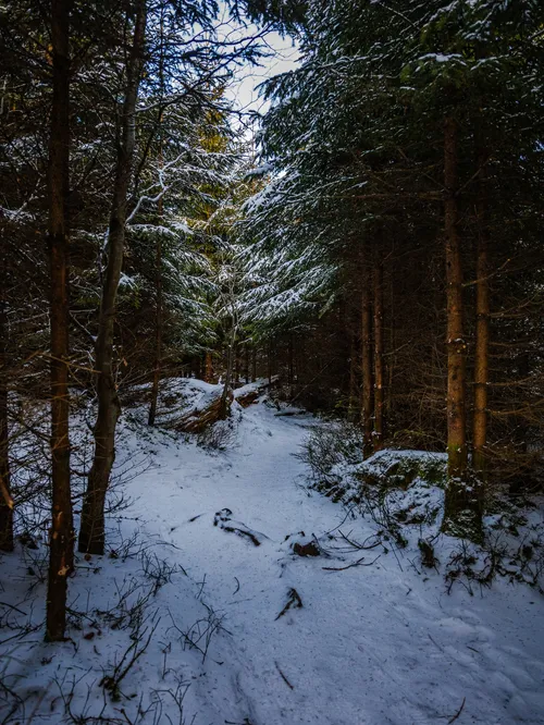 Kyrillpfad Willingen - Germany