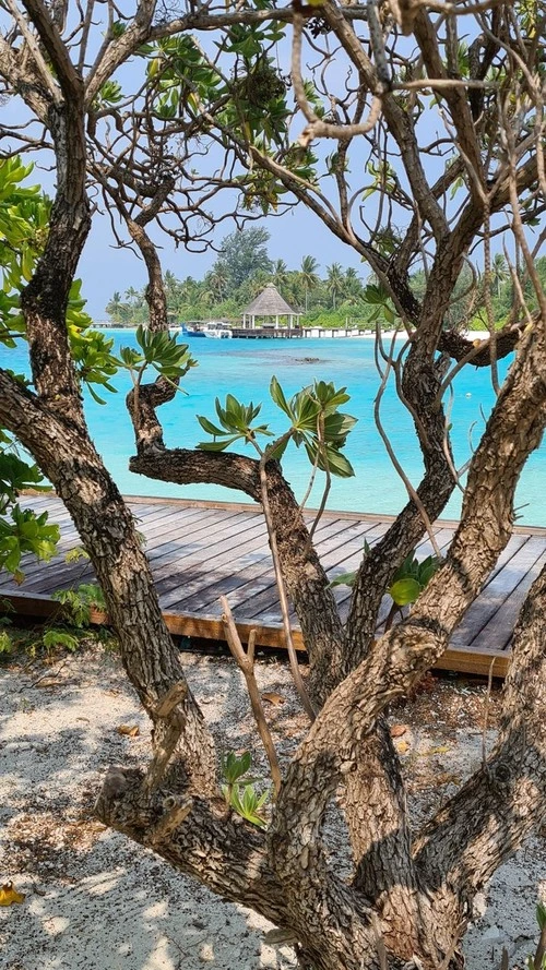 Anlegestelle - Depuis Safari Island, Maldives