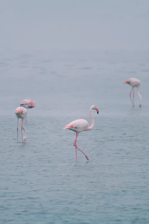 Flamingo Lagoon - Namibia
