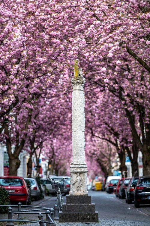 Cherry Blossom - Från Paul Strasse / Herr Strasse, Germany