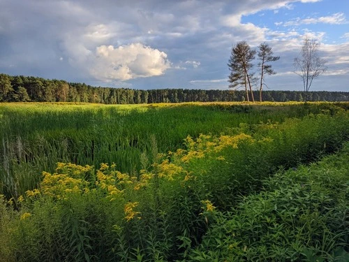 Flower Fields - Desde Near Grzybowa road, Poland