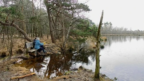 Kalmthoutse heide - از جانب Stappensven, Belgium