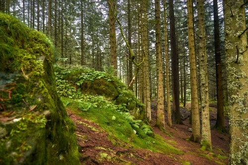 Forest - Depuis Close to Lakeplass, Norway