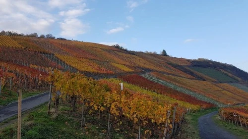 Weinberge im Ahrtal - Aus Wanderweg, Germany