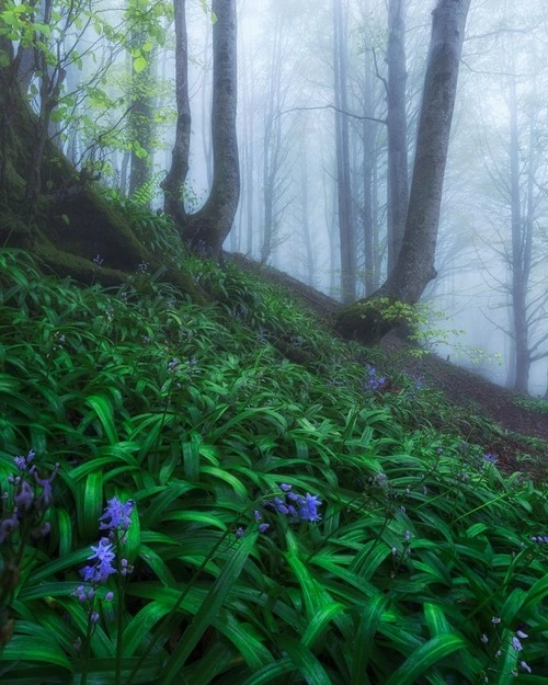 Pico Galartza Path - Frá Forest, Spain