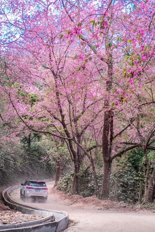 Himalayan Cherry Blossom - Near doi suthep - Thailand