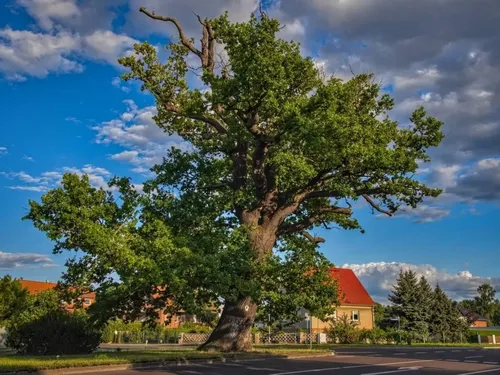 The Big Tree of Wahlitz - Germany