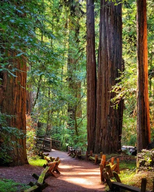 Redwoods in the morning - Van Armstrong Redwoods State Natural Reserve, United States