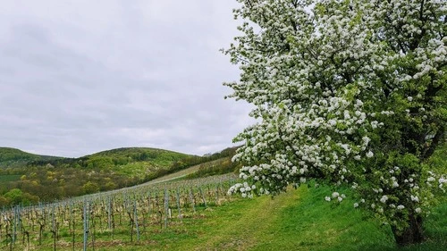 Kahlenbergplatzl - Austria